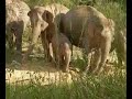 Wild Elephants