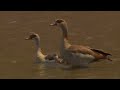 Egyptian Geese Goslings Egyptian Geese Goslings