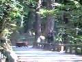 Slalom Faito