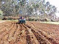 Plantando patatas Plantando patatas