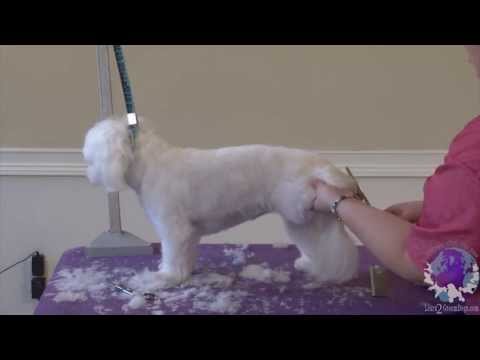 how to care maltese puppy
