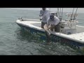 Huge Bruiser SNOOK 26 pounds! HD Chew On This Saltwater Fishing Show
