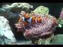 True Percula Clownfish True Percula Clownfish
