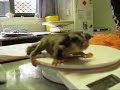 We've been raising a baby sugar glider at the koala hospital. He's called 