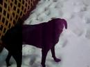 Loon, Whippet of the Centruy Loon, Whippet of the Centruy