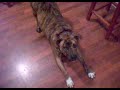 Tugger and Deuce (mostly Tugger) Tugger and Deuce (mostly Tugger)