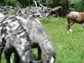 OK APPALOOSA'S 2008 HERD