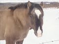 OK APPALOOSA'S 2008 HERD