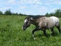 OK APPALOOSA'S 2008 HERD