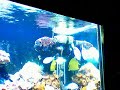 Nano-reef Apofis