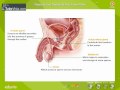 Watch 'Reproductive system in human - Males'