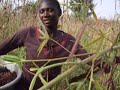 Africa Burkina Faso Centro Gh�law�: raccolta del miglio