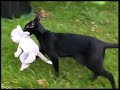 Cwtch steals for Dinah