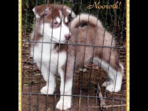 AKC Alaskan Malamute pup Available!