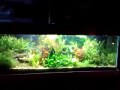Aquário Plantado, situado na Aquarius Hobby - Av. Dr. Armando Sales de Olivera, 730 Taquaral Campinas SP Aquarius Hobby loja eletrônica: www.aquariushobby.com.br e     blog: www.aquariushobby.com.br 