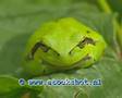 common tree frog - hyla arborea