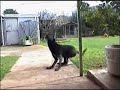 Jumpin Jake