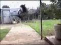 Jumpin Jake