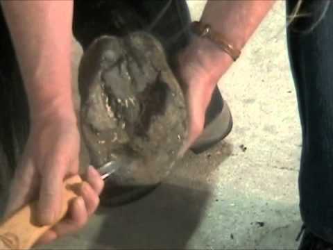how to trim horse hooves