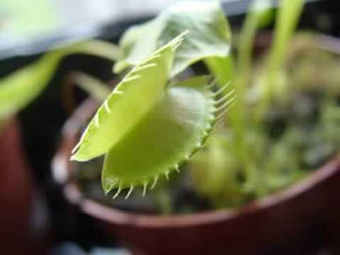 how to harvest pitcher plant in oblivion