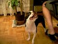 the crazy smiling frog-dog jacky the crazy smiling frog-dog jacky