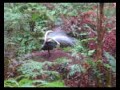 Lyrebird of Australia