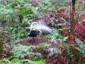 Lyrebird of Australia