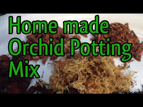 how to fertilize cymbidium orchids