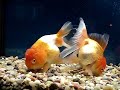 my goldfish collection