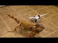 RoBo Reptile vs Big Liz