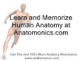 Heart Valve Sequence of Flow Mnemonic