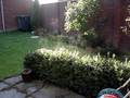 Steaming garden