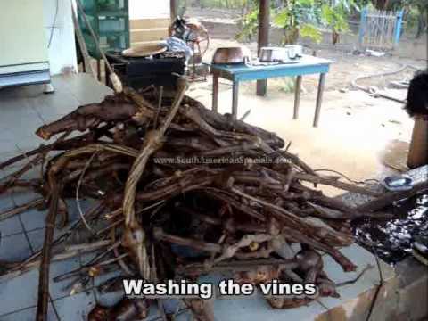 how to grow ayahuasca