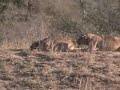 Bufalos Vs Leones
