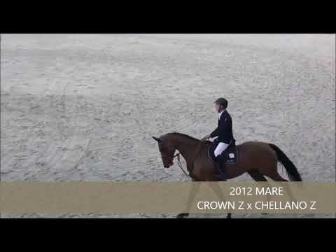 CITA Z 6-YO CHAMPIONSHIPS GESVES II AUGUST 2018