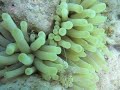 Underwater footage from the Caribbean island of Bonaire (Nertherlands Antilles). Great place for scuba diving, freediving or snorkeling. The coral reef is a real metropolis with millions of fish doing their thing. Camera is Canon S90 in Canon underwater housing. Track is 