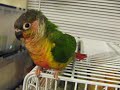 Lucky (Fancy Green Cheek Conure) Lucky Dance Lucky (Fancy Green Cheek Conure) Lucky Dance