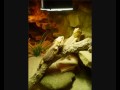 Terrarium Rückwände www.Terrarium-Einrichtung.de