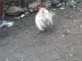 pelea callejera