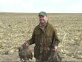 www.arsvenandivideo.com Sud Africa anatre colombi francolini