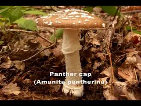 how to know edible mushrooms