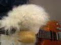 Lamb Chop Returns With Arch Enemy