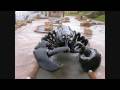 Black Lobster : Settles The Debt