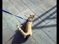 Simba con la corea
