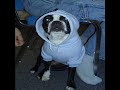 Boston Terrier Acting Tough Boston Terrier Acting Tough
