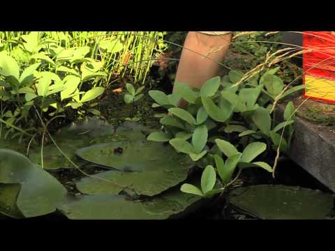 how to fertilize water lilies