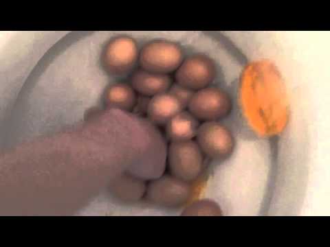 how to fertilize eggs at home