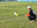 Click here to watch this video Ｋ９ 神戸市立農業公園 ジャック スモールドッグ決勝☆ 2011/05/15