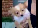 mr. wigglesworth bear the pomeranian and friends