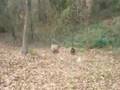 Rottweiler video